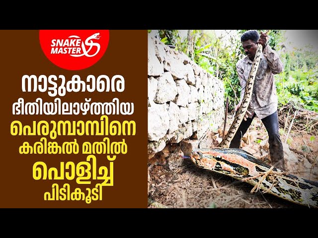 പെരുമ്പാമ്പിനെ പിടികൂടുന്നതിനിടയിൽ വാവായുടെ കൈ മുറിഞ്ഞു | Vava Suresh | Snakemaster 1084
