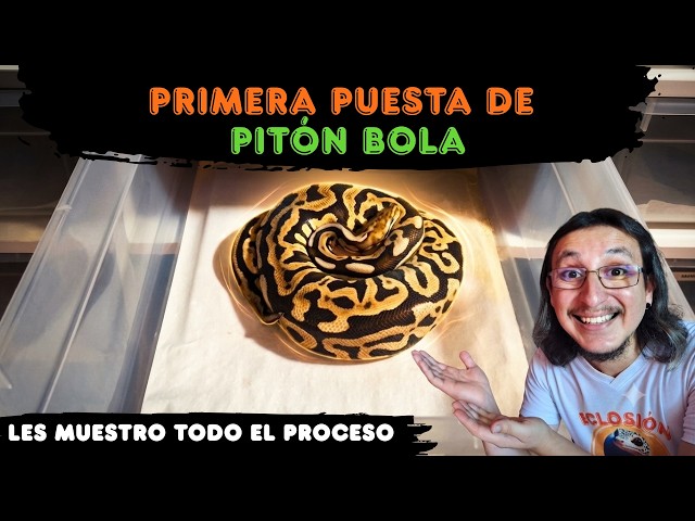 FIRST BALL PYTHON BREEDING 🥚 I'll show you the WHOLE PROCESS