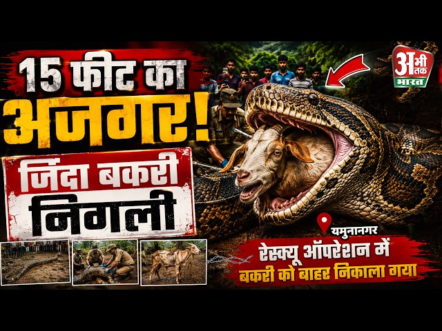 15 फीट के अजगर ने जिंदा बकरी निगली, रेस्क्यू के दौरान उगला शिकार #ajgar #goat #snake #viralvideo
