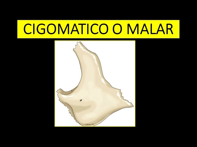 ANATOMÍA ES FÁCIL - MALAR EN 3 MINUTOS