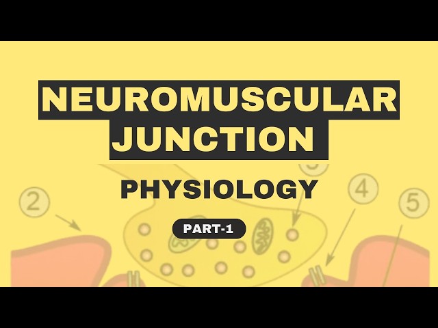 Neuromuscular Junction Physiology