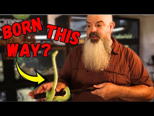 These Snakes Have Personality — Nature or Nurture?