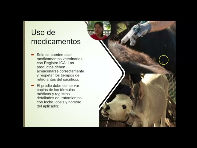 Resolución ICA para certificación en BPG en la producción de carne de bovinos y búfalinos.