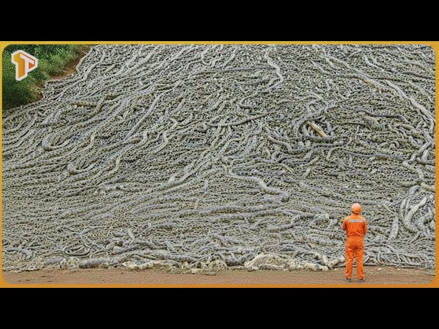 Thousands of Florida Burmese Pythons Found In Mysterious Condition – Scientists Didn’t Expect This