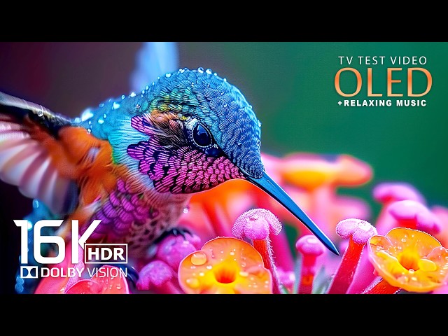Mastared OLED Test 16K Video | Dolby Vision | 8K HDR 120FPS (8K/4K Video TV)