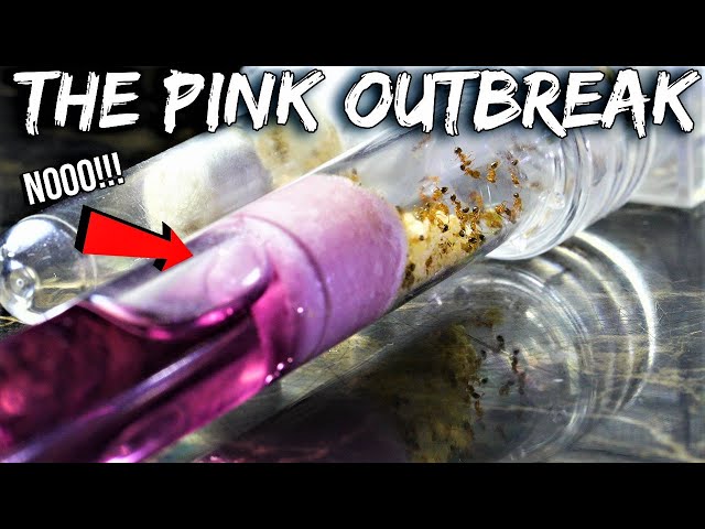 OH NO! MY FIRE ANTS ARE IN DANGER | The "Pink Outbreak"