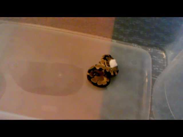 Ball python eating a mouse