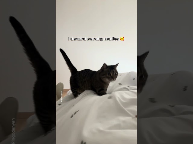 The cat that starts the day by cuddling with mom #shorts #cat #funny