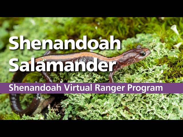 Junior Ranger Program: The Shenandoah Salamander