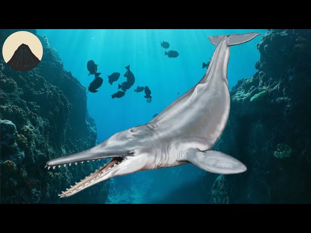 The Evolution of Whale Echolocation