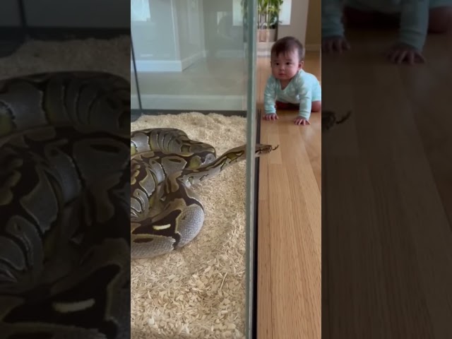 Baby vs Python… Calm, Curious & Completely Safe 😳🐍👶