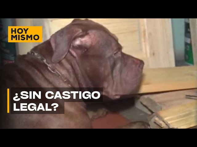 Public Prosecutor's Office to decide the final fate of the dog Zeus in Tegucigalpa
