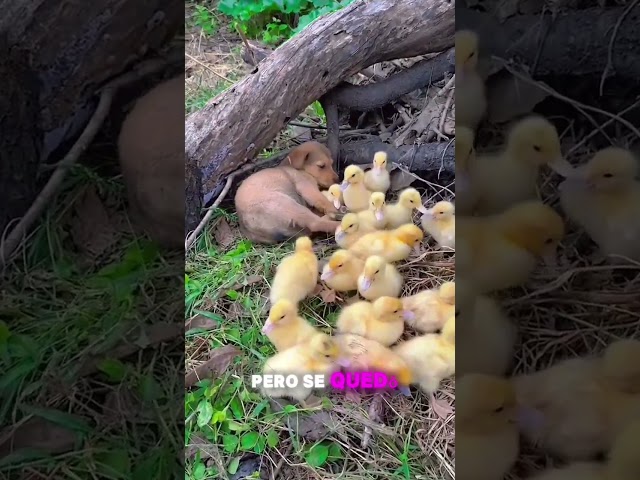 ¡Cuando el guardián se duerme, los patitos toman el control! 🐶🦆😂 #BebésTiernos #shorts #naturaleza