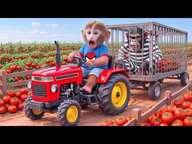 Bebé mono NaNa conduce tractor JCB para cosechar tomates y atrapa con éxito al ladrón de la granja!
