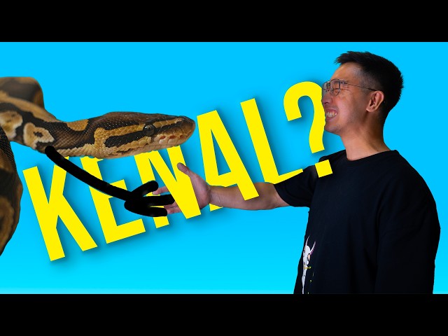 Can Ball Pythons Recognize Their Owners?