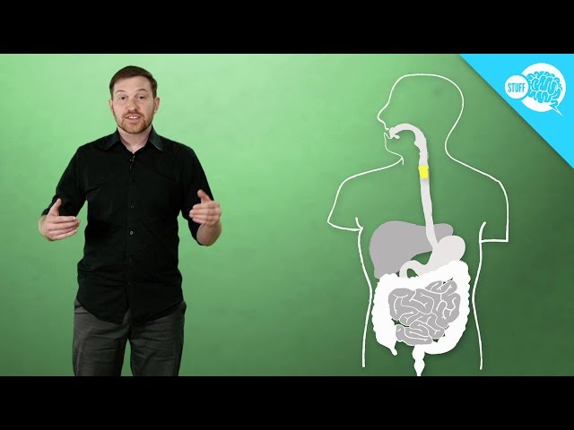 Why Are You Farting?