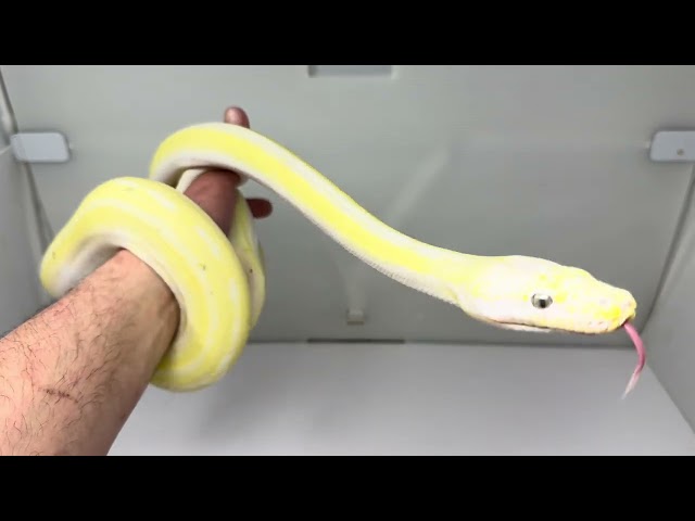 3/13/26 Cow Reticulated Python Yearling Male #A