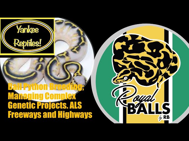 Breeding Ball Pythons; Managing Complex Genetic Projects - Allelic Freeways and Highways