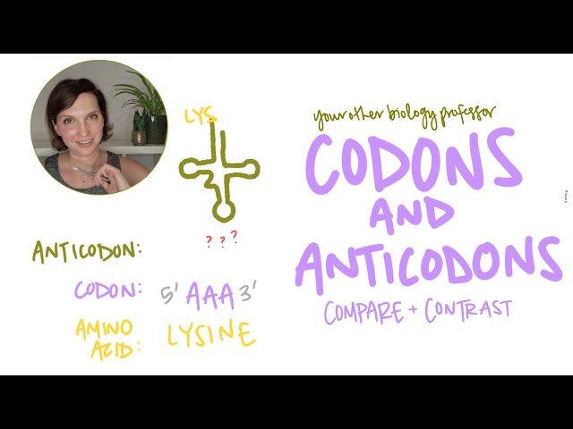 Explicación de los codones y anticodones