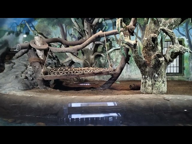 Indian Python at Trivandrum zoo