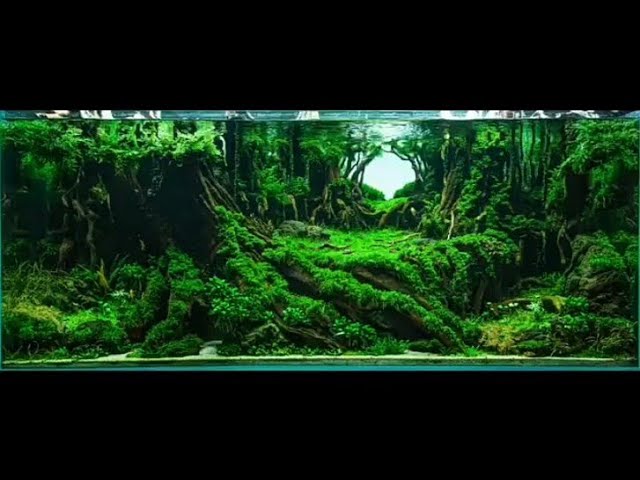 2023 iaplc winner's tank.step by step completing....
