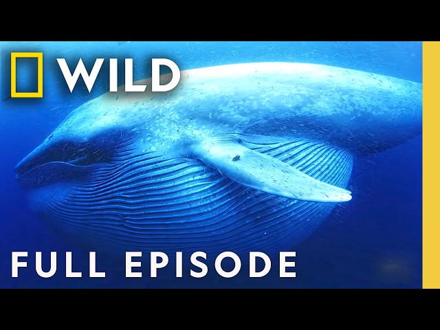 Whales: Giants of the Deep Blue Oceans (Full Episode) | Documentary Special | Nat Geo Animals