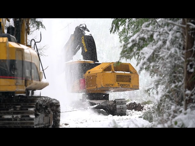 MVR Timber Cutting 2017