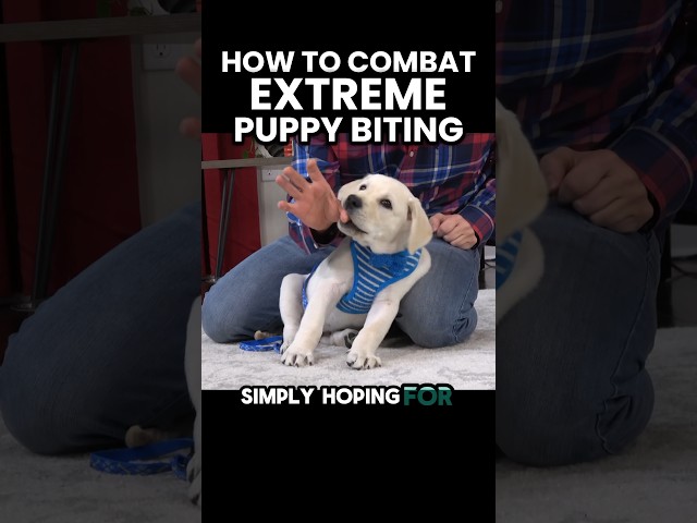 How To Combat Extreme Puppy Biting
