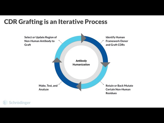 Antibody Humanization and Back Mutations