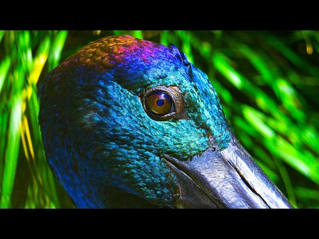 Experience this magic morning at Melbourne Zoo!