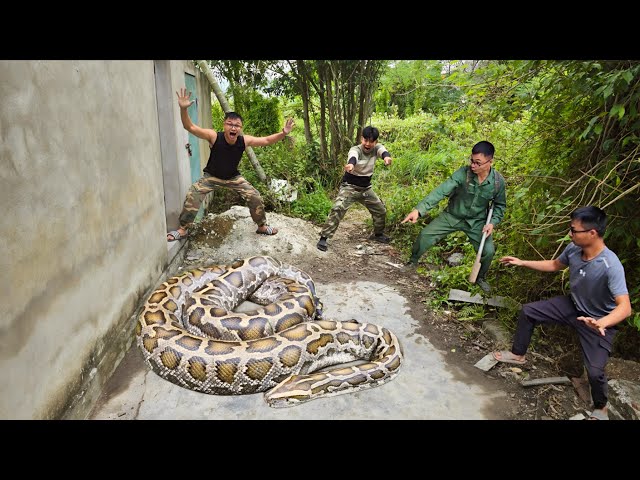 Brave Expert Rescues Young Man From Giant Golden Python