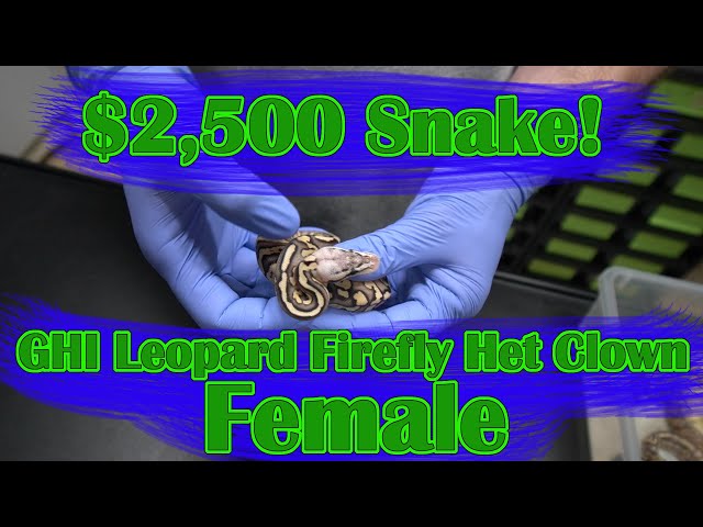 $2,500 Snake - Crazy Hatchling Updates