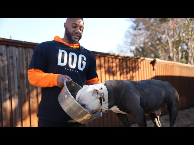 Raw Feeding Compilation with the Pack!!! (ASMR)