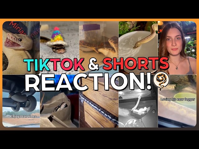 Reacting to Ball Python TikToks and Memes!