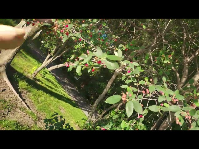 Serviceberries in NYC central park