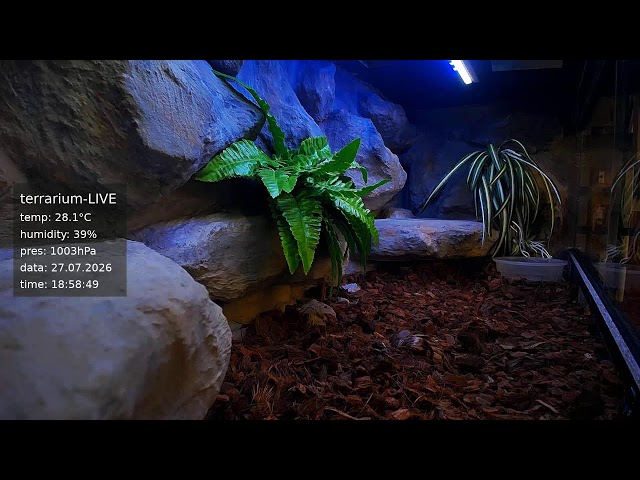 terrarium-LIVE 🔴 27/07/2026 🐍 Ball Python Regius Snake