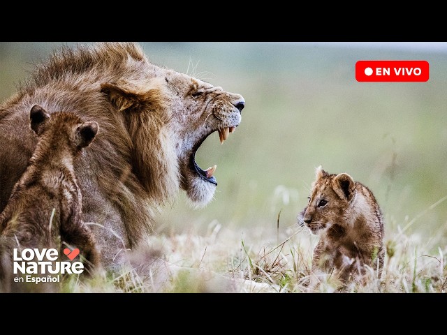 🔴 EN VIVO 24/7: Enfrentamiento de Vida Salvaje | Love Nature en Español