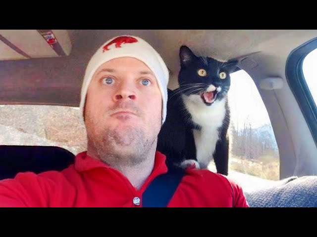 Cats are the Queens of All Drama! 😹 Dramatic cats