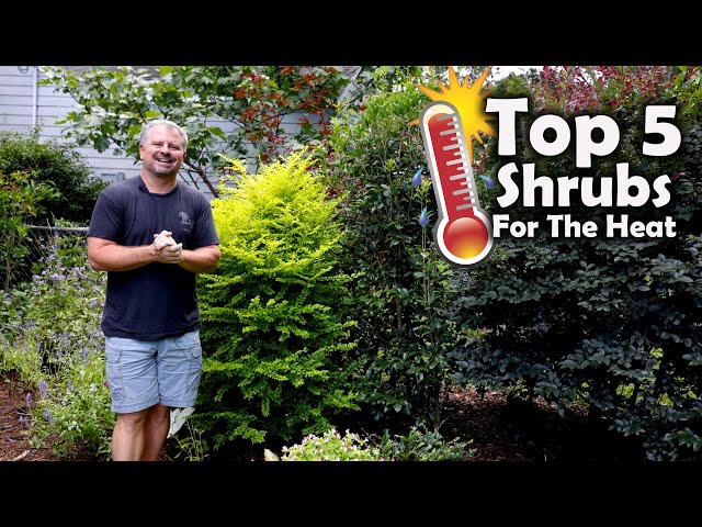 Top 5 Shrubs for the Heat🔥
