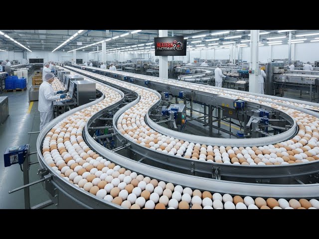 Inside the Billion-Dollar Egg Industry in America (Full Process)
