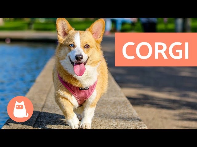 Adorable dogs: Pembroke Welsh Corgi and Cardigan Welsh Corgi