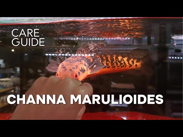 Channa Marulioides: The Emperor Snakehead (Toman Bunga) – Colours, Variants & Care