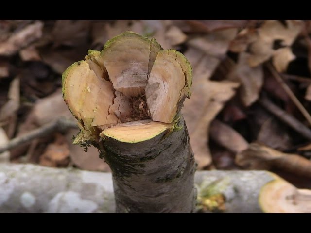 Batoning Wood with your Knife