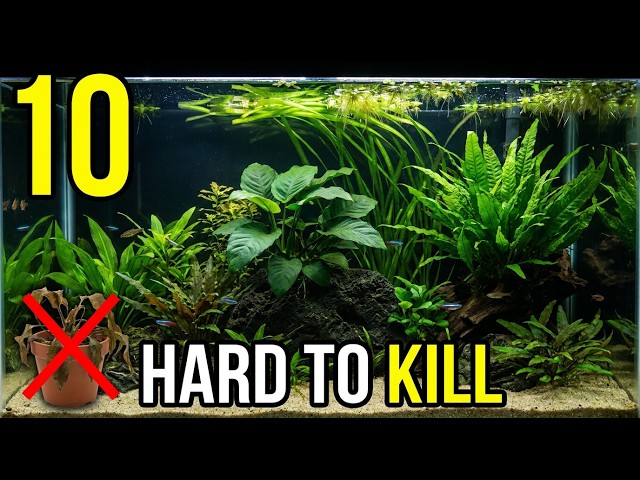 10 Aquarium Plants You Almost Can’t Kill — Perfect for Beginners