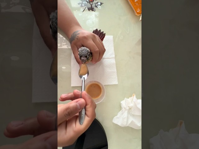 The process of feeding a baby conure with parrot milk powder. #parrot #birds #parrots #pets #shorts