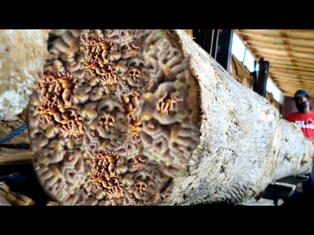 Revealed || The Secret to Cutting Stone-Hard Wood at the Sawmill
