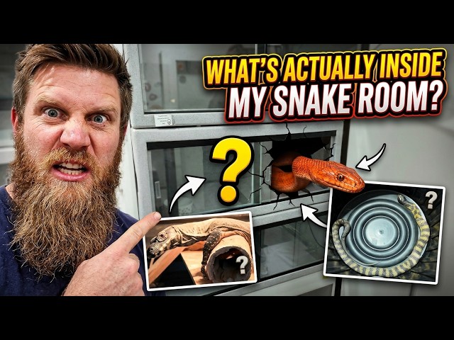 What's Actually Inside My Snake Room?