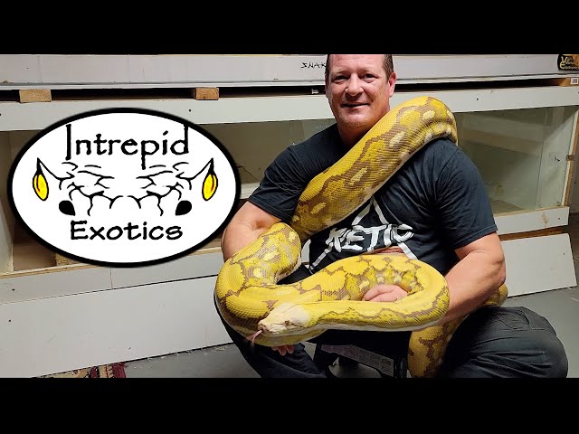 🐍 Purple Tiger Reticulated Python