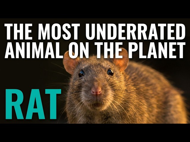 Why the Rat Is the Most Important Animal You Hate