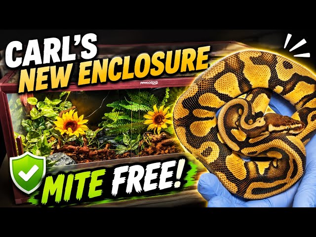 Finally Mite Free! Building New Ball Python Enclosure